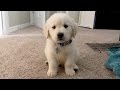 I GOT A PUPPY! - Cooper the 8 week old Golden Retriever