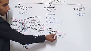 Anatomy of Female Genital System - Ibrahim Antar