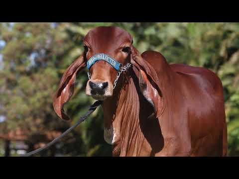 LOTE 15   Canela VIBA 366