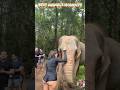 Funny Animal Clips from the Wild #shortvideo #animals #pets