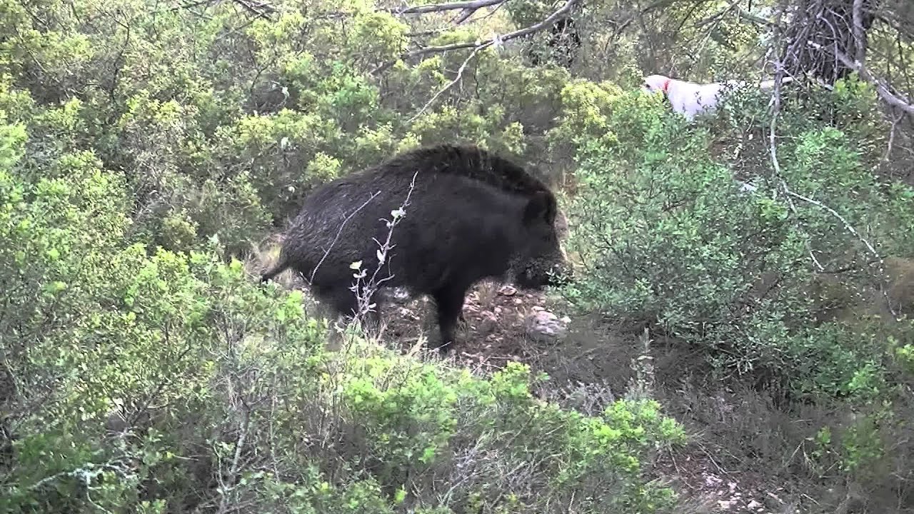 Sanglier Au Ferme Chiens Porcelaine - 