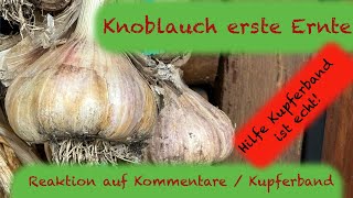 Kupferband gegen Schnecken Erklärung ! und die Erste Knoblauch Ernte aus dem Tunnel