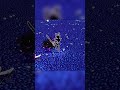Lace Vs The Roaring Knight (Deltarune x Hollow Knight: Silksong)  #silksong #hollowknight #gaming