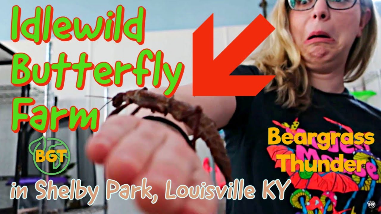 Idlewild Butterfly Farm in Shelby Park, Louisville butterflies, bugs