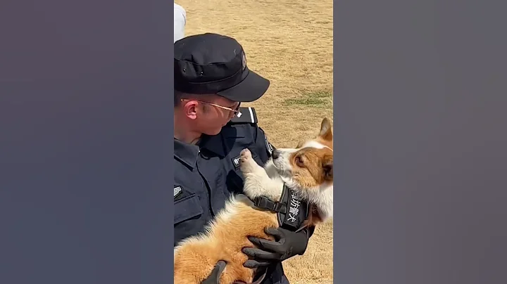China‘s First Corgi Police Dog#china #fyp #fypシ#dog #pet #lovely #corgi - DayDayNews