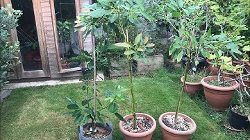 Avocado September update on my 3 grafted specimens, 2 Fuerte ( allegedly ) and 1 Bacon