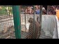 #video bandar rescue #viral  #videos  #janvar   @roushanleder #youtube #reskiu