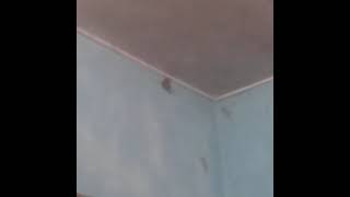 Download Lagu #rama-rama #cicak MP3