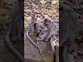 #Shorts #YouTubeShorts #ViralShorts #TrendingShorts #CuteAnimals #AnimalShorts #FunnyAnimals #CuteA