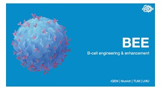 iGEM 2023: Team Munich – Team Presentation (BEE B cell engineering & enhancement) [English]