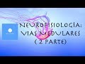 Neurofisiología: Vias medulares (2 parte)