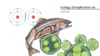 Labster Virtual Lab: Eutrophication Simulation
