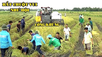 KHÔNG NGỜ CHUỘT, RẮN CHIM LẠI NHIỀU ĐẾN VẬY TÙNG BẮT CHUỘT CỐNG NHUM KHỦNG BỮA CƠM MIỀN TÂY