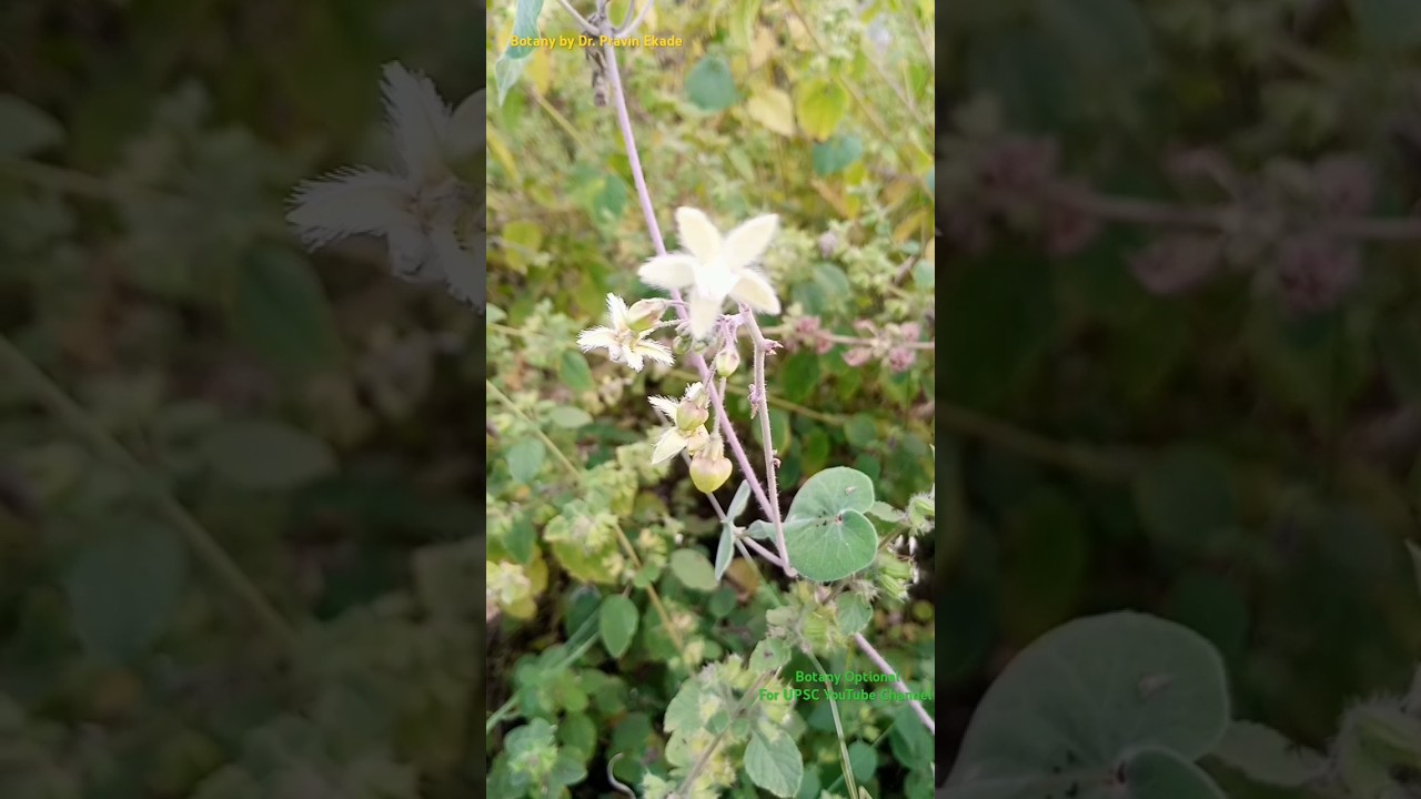 Hairy Flower Explained: Hairy Flower of Pergularia daemia belongs to Asclepiadaceae Family 