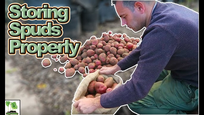 Harvesting & Storing Homegrown Potatoes - Unruly Gardening