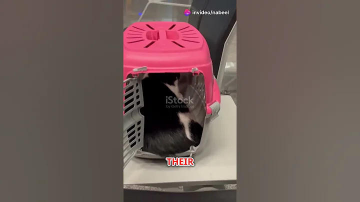 Cats Know Their Names But Ignore You! #shorts #ytshorts #animals #wildlife #pets #cat #viral #yt