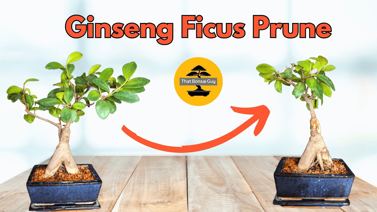 How to Trim a Bonsai Tree: Expert Tips for Perfect Shaping