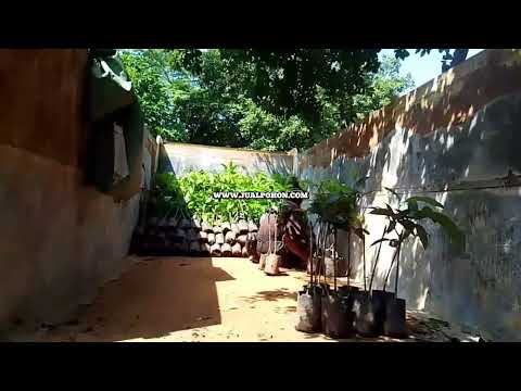Siap Tanam! Bibit Mangga Red Ivory Berkualitas (Proses Kirim)