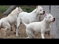 Dogo Argentino Atacando Assaltantes | Animais que salvam vidas