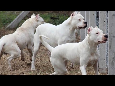 Dogo Argentino Atacando Assaltantes