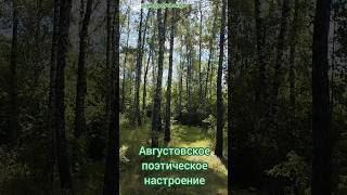 Августовское поэтическое настроение, на природе #улыбка #природа #стихи #милота #поэзия #влесу ☀️🍀💖