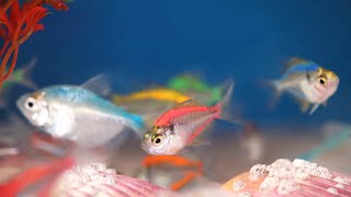 ASMR 4K VIDEO | Very Relaxing Underwater Sounds 🐠 이 좋은소리를 물고기들만 듣고 있었다니… screenshot 4