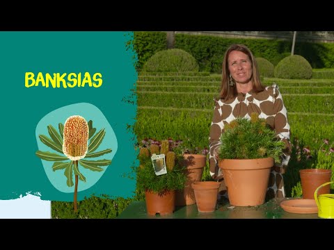 Vídeo: Banksia Plant Care: Informações e dicas para o cultivo de Banksias