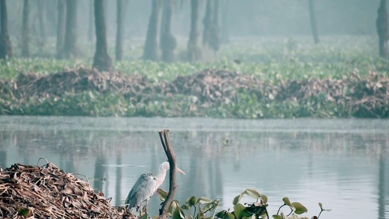 Watch Blue Heron's flying, neck shake, and patient walk 