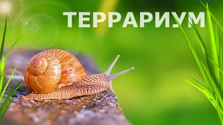 СДЕЛАЛ ТЕРРАРИУМ ДЛЯ ВИНОГРАДНЫХ УЛИТОК ДОМА! Exelys Media