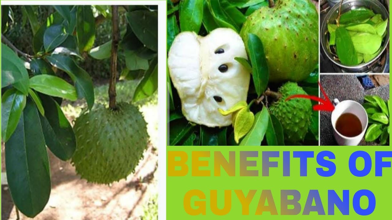 Benefits Of Guyabano Leaves Youtube Benefits Of Guyabano Leaves Youtube