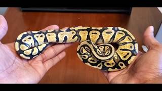 UNBOXING From Hissy Fit Reptiles (2 New Ball Pythons)