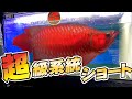 紅龍ショートコンテスト入賞系統！将来を見越したショートの選び方根本を覆す衝撃の・・実は○○だった・・。