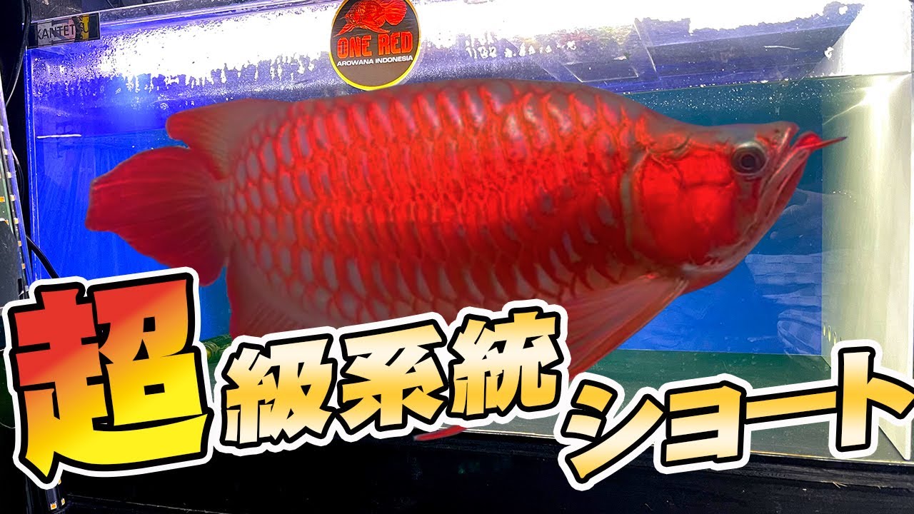 紅龍ショートコンテスト入賞系統！将来を見越したショートの選び方根本を覆す衝撃の・・実は○○だった・・。