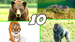 10 MOST POWERFUL ANIMALS (NO ORDER)
