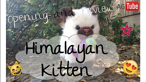 Video 2641421: kitten american, himalayan kitten, american girl, kitten reviews