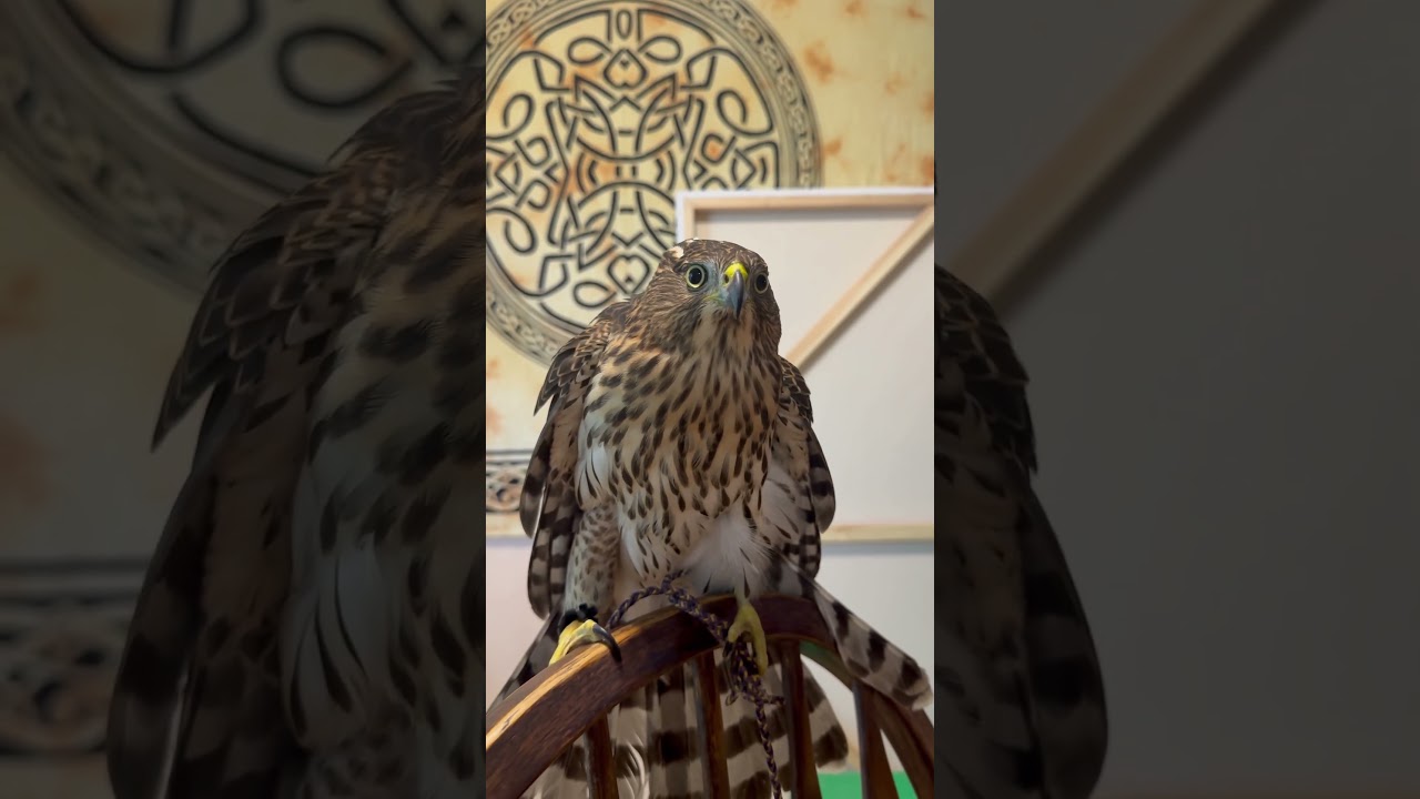 Кормление ястреба Купера 