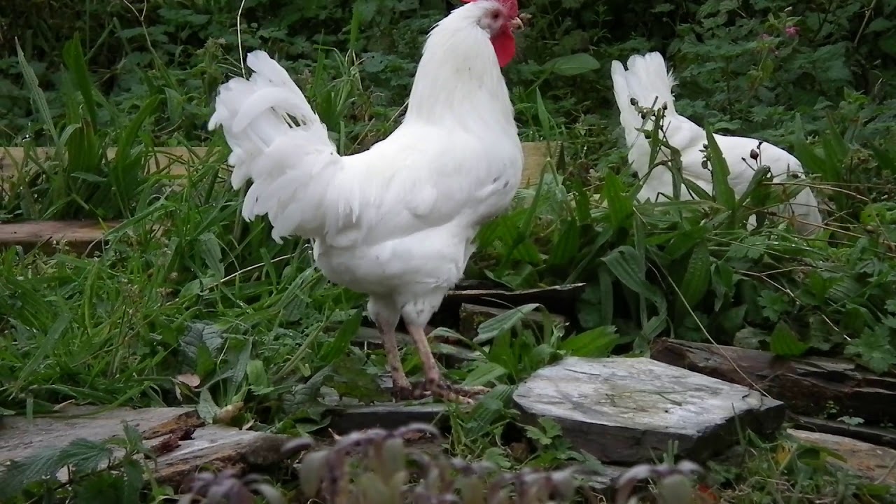 Jonathan the Cockerel crowing - YouTube