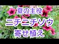 夏の主役!ニチニチソウの【寄せ植え】