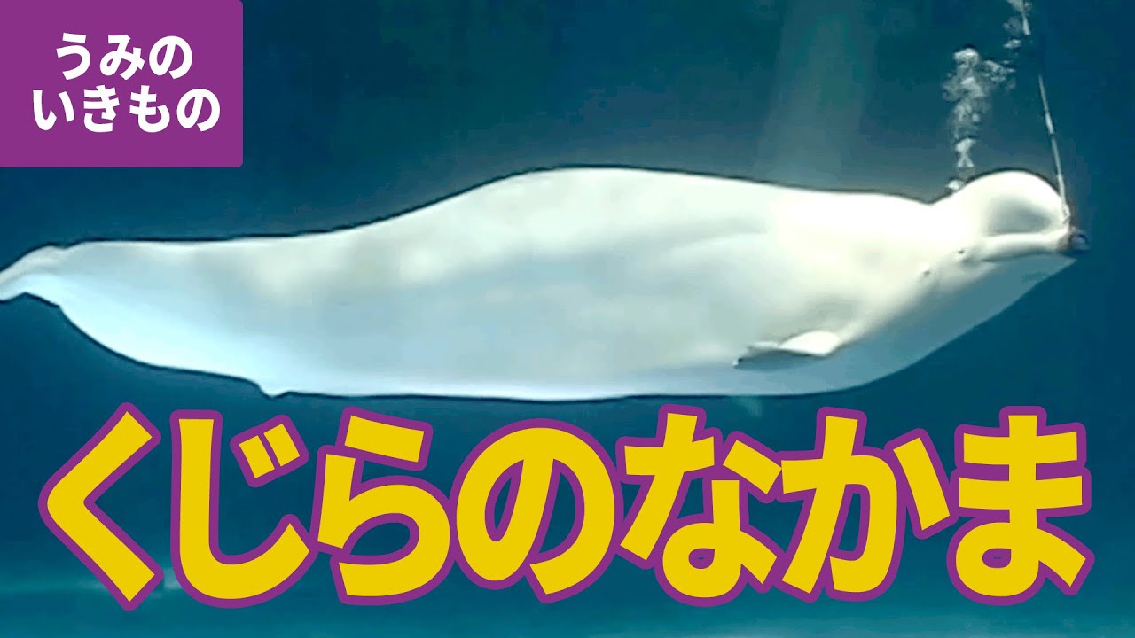 水の生き物 14 クジラのなかま イルカのショー バンドウイルカ カマイルカ コビレゴンドウ ハナゴンドウ ベルーガ シロイルカ ネズミイルカ スナメリ イロワケイルカ シャチ Youtube