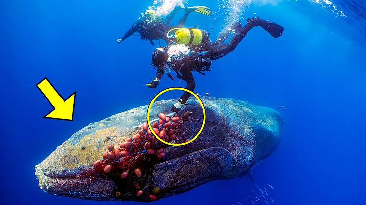 Des Plongeurs Sauvent une Baleine Piégée… Ce Qui se Passe Ensuite Vous Remplira de Joie