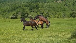 Semental Corindón caballos. Encuentro de primavera con yeguas Cavalos horses 2024 г