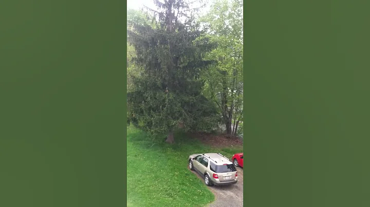 Post Mother's Day snow.