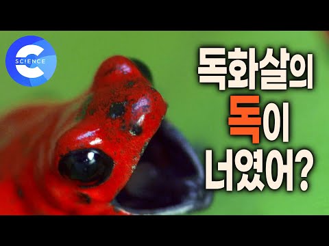 생태계 먹이사슬 파괴 🐸 뱀 잡는 개구리 | 독화살 만들 때 사용하는 개구리 | 독 품은 개구리