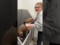 Dog dislike grooming salons #fyp #dog #foryou