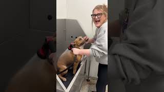 Dog dislike grooming salons #fyp #dog #foryou