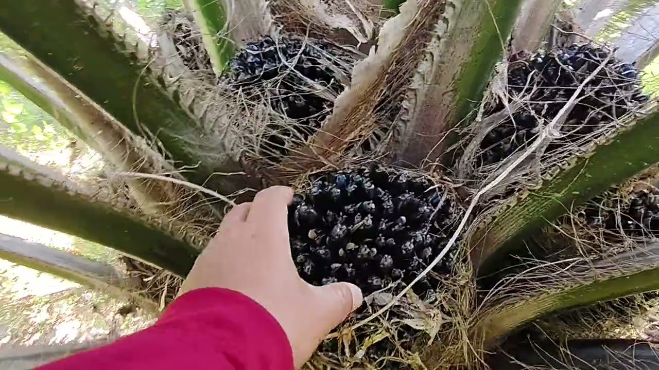 มือใหม่ควรศึกษาเรื่องสายพันธุ์ให้ดี ก่อนเริ่มปลูกปาล์ม