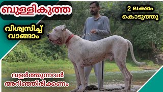 ഗ്യാരറ്റിയുള്ള ബ്രീഡ് BULLY KUTTA/ എന്തിന് വളർത്തണം?