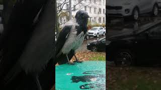 Важная дама после дождя #вороны / Calm Lady after the rain #crow #crowfashion