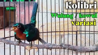 Kolibri Wulung gacor variasian