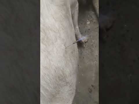 غاز الميثان موجود في بطون الابقار ويسبب انتفاخ بطونها